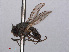  ( - RMNH.INS.551706)  @11 [ ] CreativeCommons - Attribution Non-Commercial Share-Alike (2013) Unspecified Naturalis Biodiversity Center