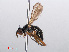  ( - RMNH.INS.551715)  @11 [ ] CreativeCommons - Attribution Non-Commercial Share-Alike (2013) Unspecified Naturalis Biodiversity Center