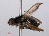  ( - RMNH.INS.551716)  @11 [ ] CreativeCommons - Attribution Non-Commercial Share-Alike (2013) Unspecified Naturalis Biodiversity Center