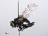  (Hydrotaea diabolus - RMNH.INS.551721)  @14 [ ] CreativeCommons - Attribution Non-Commercial Share-Alike (2013) Unspecified Naturalis Biodiversity Center
