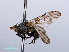  ( - RMNH.INS.551733)  @11 [ ] CreativeCommons - Attribution Non-Commercial Share-Alike (2013) Unspecified Naturalis Biodiversity Center