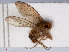  ( - RMNH.INS.551743)  @12 [ ] CreativeCommons - Attribution Non-Commercial Share-Alike (2013) Unspecified Naturalis Biodiversity Center