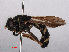  ( - RMNH.INS.551745)  @13 [ ] CreativeCommons - Attribution Non-Commercial Share-Alike (2013) Unspecified Naturalis Biodiversity Center