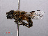  ( - RMNH.INS.551749)  @11 [ ] CreativeCommons - Attribution Non-Commercial Share-Alike (2013) Unspecified Naturalis Biodiversity Center