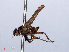  (Pherbellia annulipes - RMNH.INS.551756)  @12 [ ] CreativeCommons - Attribution Non-Commercial Share-Alike (2013) Unspecified Naturalis Biodiversity Center