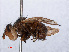  ( - RMNH.INS.551762)  @13 [ ] CreativeCommons - Attribution Non-Commercial Share-Alike (2013) Unspecified Naturalis Biodiversity Center