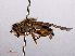  ( - RMNH.INS.551772)  @11 [ ] CreativeCommons - Attribution Non-Commercial Share-Alike (2013) Unspecified Naturalis Biodiversity Center