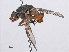  ( - RMNH.INS.551783)  @11 [ ] CreativeCommons - Attribution Non-Commercial Share-Alike (2013) Unspecified Naturalis Biodiversity Center