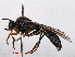  ( - RMNH.INS.551807)  @12 [ ] CreativeCommons - Attribution Non-Commercial Share-Alike (2013) Unspecified Naturalis Biodiversity Center