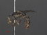  ( - RMNH.INS.551833)  @13 [ ] CreativeCommons - Attribution Non-Commercial Share-Alike (2013) Unspecified Naturalis Biodiversity Center