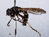  ( - RMNH.INS.551845)  @13 [ ] CreativeCommons - Attribution Non-Commercial Share-Alike (2013) Unspecified Naturalis Biodiversity Center