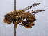  ( - RMNH.INS.551846)  @11 [ ] CreativeCommons - Attribution Non-Commercial Share-Alike (2013) Unspecified Naturalis Biodiversity Center