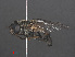  ( - RMNH.INS.551863)  @11 [ ] CreativeCommons - Attribution Non-Commercial Share-Alike (2013) Unspecified Naturalis Biodiversity Center