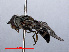  ( - RMNH.INS.551873)  @12 [ ] CreativeCommons - Attribution Non-Commercial Share-Alike (2013) Unspecified Naturalis Biodiversity Center