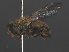  ( - RMNH.INS.551878)  @11 [ ] CreativeCommons - Attribution Non-Commercial Share-Alike (2013) Unspecified Naturalis Biodiversity Center