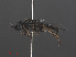  ( - RMNH.INS.551879)  @12 [ ] CreativeCommons - Attribution Non-Commercial Share-Alike (2013) Unspecified Naturalis Biodiversity Center