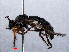  ( - RMNH.INS.551887)  @11 [ ] CreativeCommons - Attribution Non-Commercial Share-Alike (2013) Unspecified Naturalis Biodiversity Center