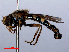  ( - RMNH.INS.551890)  @13 [ ] CreativeCommons - Attribution Non-Commercial Share-Alike (2013) Unspecified Naturalis Biodiversity Center