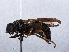  ( - RMNH.INS.551900)  @13 [ ] CreativeCommons - Attribution Non-Commercial Share-Alike (2013) Unspecified Naturalis Biodiversity Center