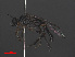  ( - RMNH.INS.551903)  @12 [ ] CreativeCommons - Attribution Non-Commercial Share-Alike (2013) Unspecified Naturalis Biodiversity Center