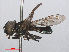  ( - RMNH.INS.551908)  @11 [ ] CreativeCommons - Attribution Non-Commercial Share-Alike (2013) Unspecified Naturalis Biodiversity Center
