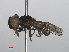  ( - RMNH.INS.551909)  @12 [ ] CreativeCommons - Attribution Non-Commercial Share-Alike (2013) Unspecified Naturalis Biodiversity Center