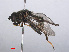 ( - RMNH.INS.551910)  @13 [ ] CreativeCommons - Attribution Non-Commercial Share-Alike (2013) Unspecified Naturalis Biodiversity Center