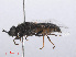  ( - RMNH.INS.551912)  @11 [ ] CreativeCommons - Attribution Non-Commercial Share-Alike (2013) Unspecified Naturalis Biodiversity Center