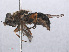 ( - RMNH.INS.551936)  @11 [ ] CreativeCommons - Attribution Non-Commercial Share-Alike (2013) Unspecified Naturalis Biodiversity Center