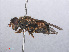  ( - RMNH.INS.551937)  @11 [ ] CreativeCommons - Attribution Non-Commercial Share-Alike (2013) Unspecified Naturalis Biodiversity Center