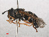  ( - RMNH.INS.551943)  @13 [ ] CreativeCommons - Attribution Non-Commercial Share-Alike (2013) Unspecified Naturalis Biodiversity Center