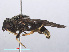  ( - RMNH.INS.551964)  @13 [ ] CreativeCommons - Attribution Non-Commercial Share-Alike (2013) Unspecified Naturalis Biodiversity Center