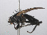  ( - RMNH.INS.551974)  @11 [ ] CreativeCommons - Attribution Non-Commercial Share-Alike (2013) Unspecified Naturalis Biodiversity Center