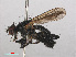  ( - RMNH.INS.551975)  @11 [ ] CreativeCommons - Attribution Non-Commercial Share-Alike (2013) Unspecified Naturalis Biodiversity Center