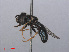  ( - RMNH.INS.551978)  @13 [ ] CreativeCommons - Attribution Non-Commercial Share-Alike (2013) Unspecified Naturalis Biodiversity Center