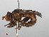  ( - RMNH.INS.551982)  @11 [ ] CreativeCommons - Attribution Non-Commercial Share-Alike (2013) Unspecified Naturalis Biodiversity Center