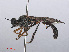  ( - RMNH.INS.551983)  @13 [ ] CreativeCommons - Attribution Non-Commercial Share-Alike (2013) Unspecified Naturalis Biodiversity Center