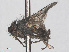  ( - RMNH.INS.552027)  @11 [ ] CreativeCommons - Attribution Non-Commercial Share-Alike (2013) Unspecified Naturalis Biodiversity Center