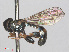  ( - RMNH.INS.552036)  @13 [ ] CreativeCommons - Attribution Non-Commercial Share-Alike (2013) Unspecified Naturalis Biodiversity Center