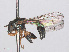  ( - RMNH.INS.552037)  @12 [ ] CreativeCommons - Attribution Non-Commercial Share-Alike (2013) Unspecified Naturalis Biodiversity Center