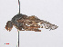  ( - RMNH.INS.552051)  @11 [ ] CreativeCommons - Attribution Non-Commercial Share-Alike (2013) Unspecified Naturalis Biodiversity Center