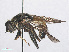  ( - RMNH.INS.552054)  @13 [ ] CreativeCommons - Attribution Non-Commercial Share-Alike (2013) Unspecified Naturalis Biodiversity Center