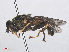  ( - RMNH.INS.552055)  @13 [ ] CreativeCommons - Attribution Non-Commercial Share-Alike (2013) Unspecified Naturalis Biodiversity Center