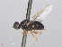  ( - RMNH.INS.552063)  @11 [ ] CreativeCommons - Attribution Non-Commercial Share-Alike (2013) Unspecified Naturalis Biodiversity Center