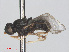  ( - RMNH.INS.552064)  @11 [ ] CreativeCommons - Attribution Non-Commercial Share-Alike (2013) Unspecified Naturalis Biodiversity Center