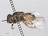  ( - RMNH.INS.552075)  @11 [ ] CreativeCommons - Attribution Non-Commercial Share-Alike (2013) Unspecified Naturalis Biodiversity Center