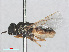  ( - RMNH.INS.552076)  @11 [ ] CreativeCommons - Attribution Non-Commercial Share-Alike (2013) Unspecified Naturalis Biodiversity Center
