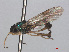 ( - RMNH.INS.552083)  @11 [ ] CreativeCommons - Attribution Non-Commercial Share-Alike (2013) Unspecified Naturalis Biodiversity Center