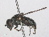  ( - RMNH.INS.552093)  @12 [ ] CreativeCommons - Attribution Non-Commercial Share-Alike (2013) Unspecified Naturalis Biodiversity Center