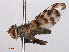  ( - RMNH.INS.552097)  @11 [ ] CreativeCommons - Attribution Non-Commercial Share-Alike (2013) Unspecified Naturalis Biodiversity Center